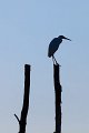 Aigrette sur son Piquet